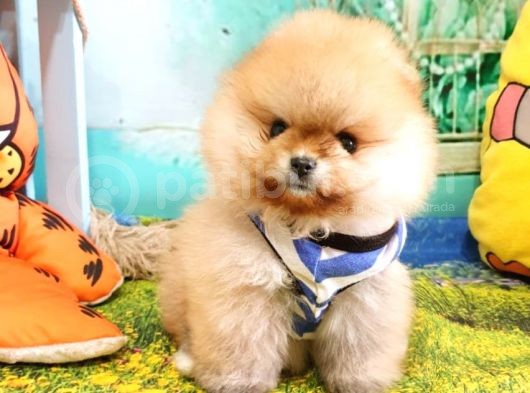 Pomeranian Boo Pasaportlu Karneli Yavrularımız görsel