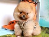Pomeranian Boo Pasaportlu Karneli Yavrularımız