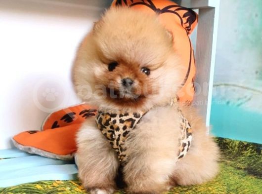 Pomeranian Boo Pasaportlu Karneli Yavrularımız görsel