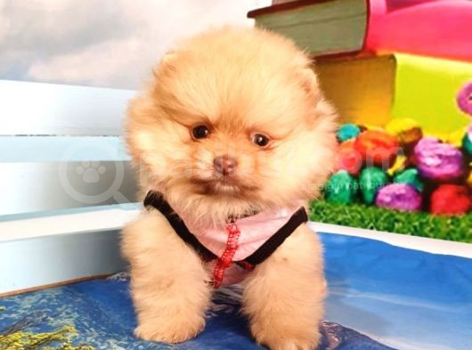 Pomeranian Boo Pasaportlu Karneli Yavrularımız görsel