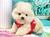 Pomeranian Boo Pasaportlu Karneli Yavrularımız