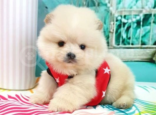 Pomeranian Boo Pasaportlu Karneli Yavrularımız görsel