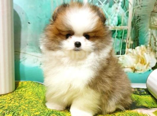 Pomeranian Boo Pasaportlu Karneli Yavrularımız görsel
