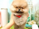 Pomeranian Boo Pasaportlu Karneli Yavrularımız