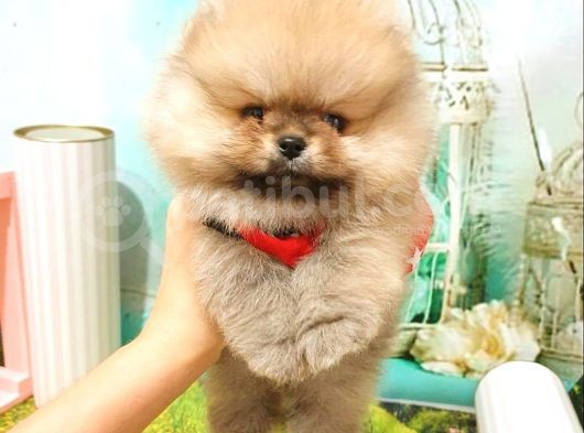 Pomeranian Boo Pasaportlu Karneli Yavrularımız görsel