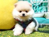 Pomeranian Boo Pasaportlu Karneli Yavrularımız