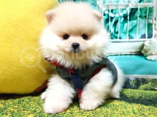 Pomeranian Boo Pasaportlu Karneli Yavrularımız görsel