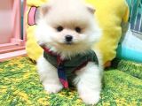 Pomeranian Boo Pasaportlu Karneli Yavrularımız