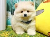 Orijinal Pomeranian Boo Yavrularımız