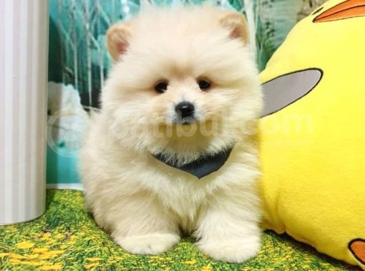 Orijinal Pomeranian Boo Yavrularımız görsel