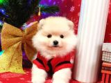 Orijinal Pomeranian Boo Yavrularımız