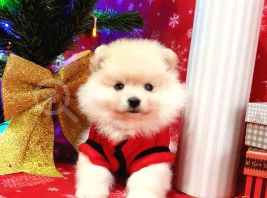 Orijinal Pomeranian Boo Yavrularımız görsel