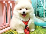 Orijinal Pomeranian Boo Yavrularımız