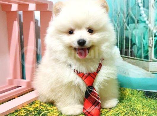 Orijinal Pomeranian Boo Yavrularımız görsel
