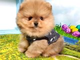 Orijinal Pomeranian Boo Yavrularımız
