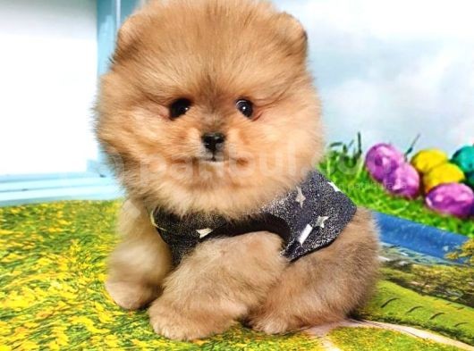 Orijinal Pomeranian Boo Yavrularımız görsel
