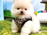 Orijinal Pomeranian Boo Yavrularımız