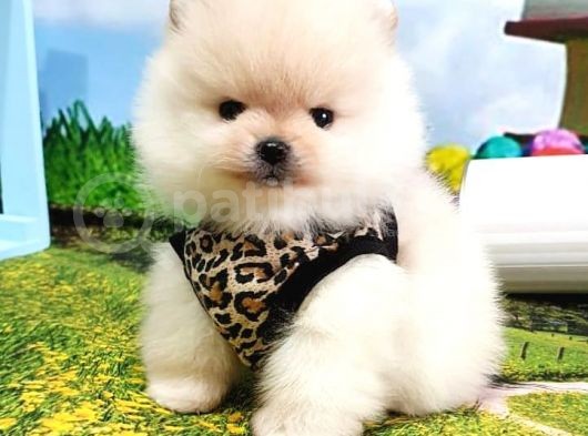 Orijinal Pomeranian Boo Yavrularımız görsel