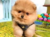 Orijinal Pomeranian Boo Yavrularımız