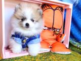 Orijinal Pomeranian Boo Yavrularımız