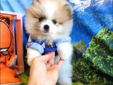 Orijinal Pomeranian Boo Yavrularımız