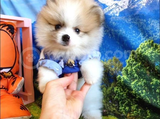 Orijinal Pomeranian Boo Yavrularımız görsel