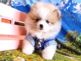Orijinal Pomeranian Boo Yavrularımız