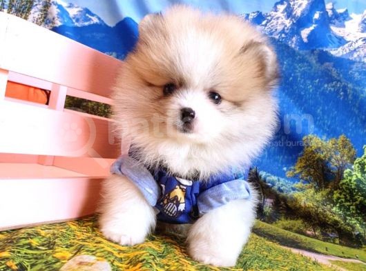 Orijinal Pomeranian Boo Yavrularımız görsel