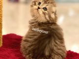 Longhair Scottish Fold Erkek Yavrumuz