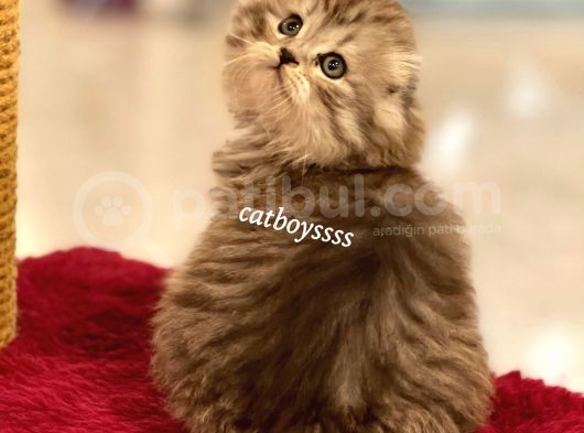 Longhair Scottish Fold Erkek Yavrumuz görsel