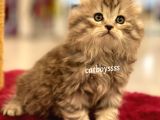 Longhair Scottish Fold Erkek Yavrumuz