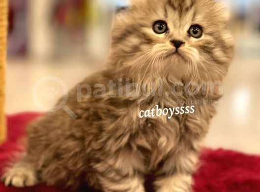 Longhair Scottish Fold Erkek Yavrumuz görsel