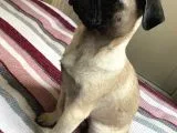 Pug Mops Safkan