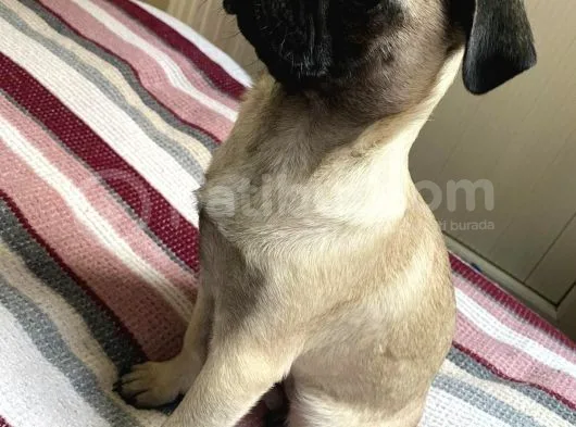 Pug Mops Safkan