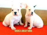 Safkan French Bulldog Yavrular İzmi̇r