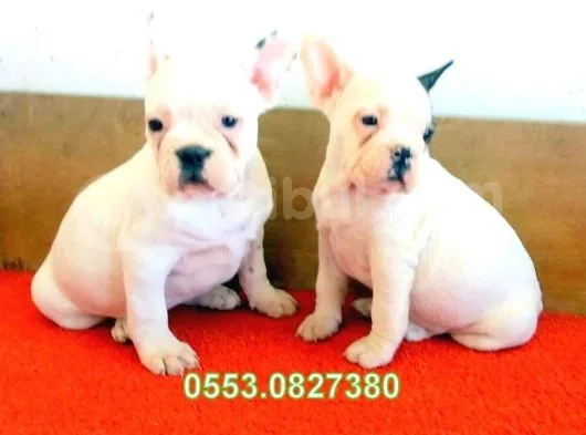 Safkan French Bulldog Yavrular İzmi̇r