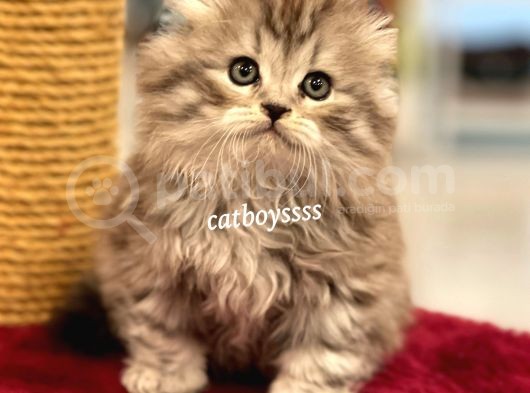 Longhair Scottish Fold Erkek Yavrumuz görsel