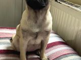 Pug Mops Safkan