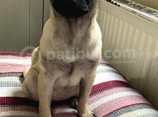 Pug Mops Safkan görsel