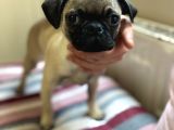 Pug Mops Safkan