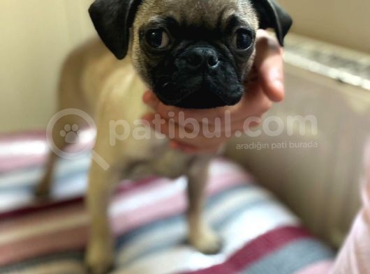 Pug Mops Safkan görsel
