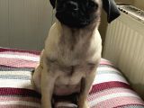Pug Mops Safkan