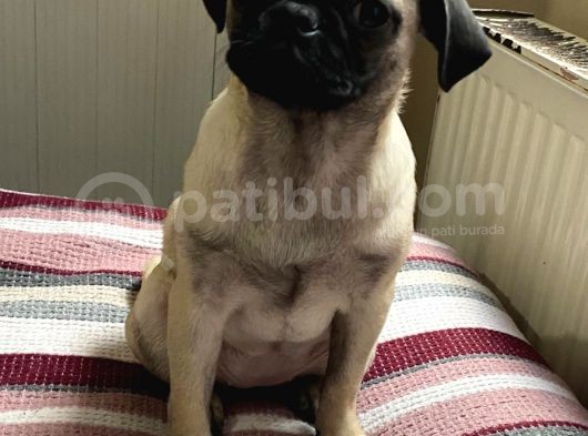 Pug Mops Safkan görsel