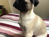Pug Mops Safkan