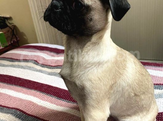 Pug Mops Safkan görsel