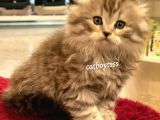 Longhair Scottish Fold Erkek Yavrumuz