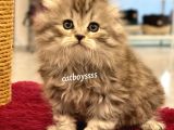 Longhair Scottish Fold Erkek Yavrumuz