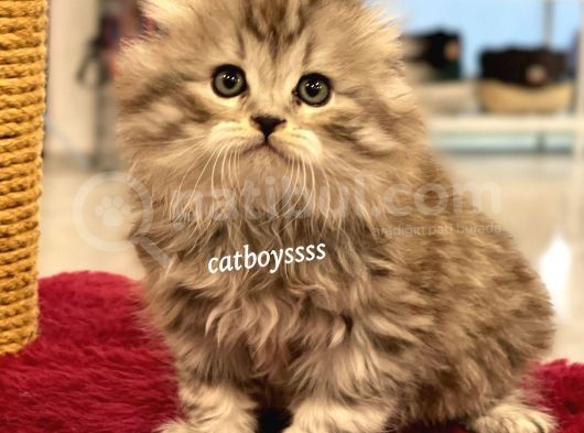 Longhair Scottish Fold Erkek Yavrumuz görsel