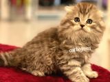 Longhair Scottish Fold Erkek Yavrumuz