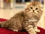 Longhair Scottish Fold Erkek Yavrumuz